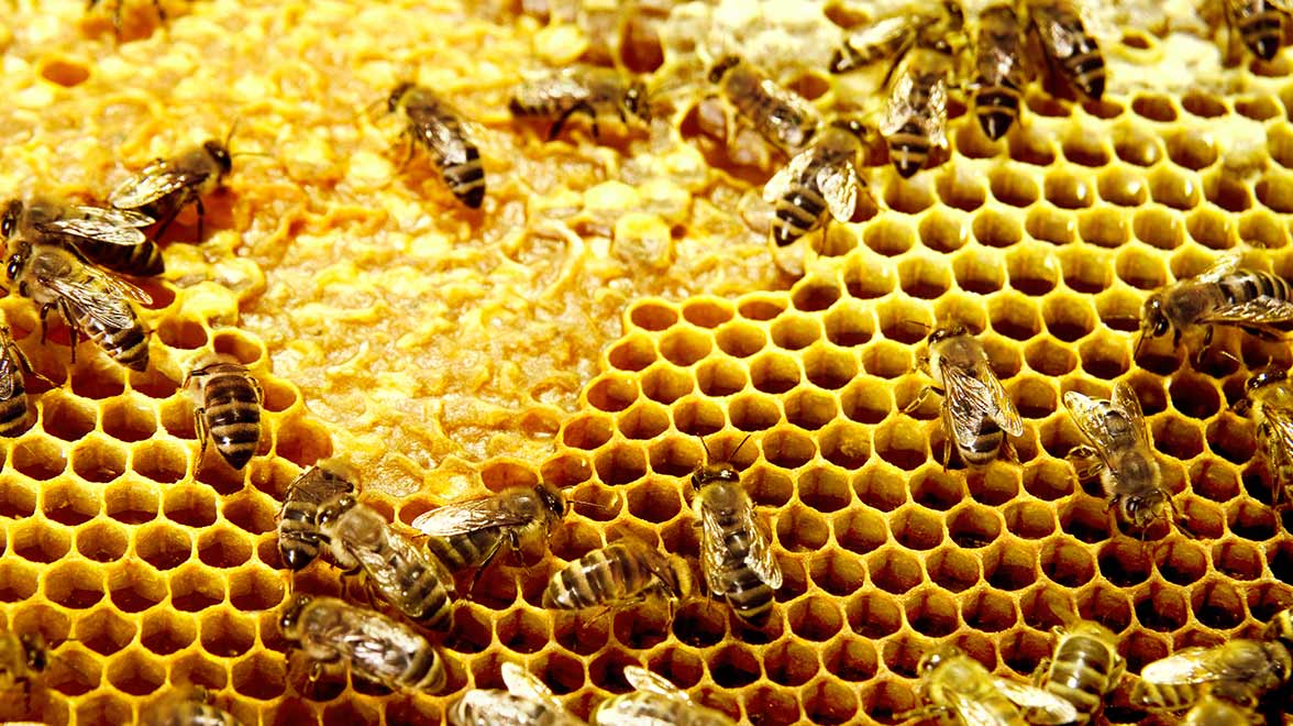 Bienen mit Waben Bienen mit Waben